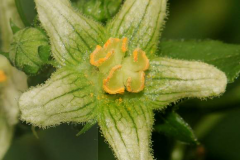 Male-flower-of-White-Bryony