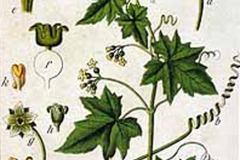 Plant-Illustration-of-White-Bryony