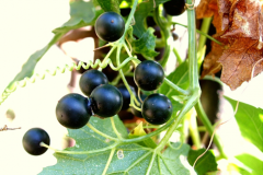 Ripe-fruit-of-White-Bryony