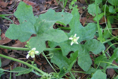 White-Bryony-plant