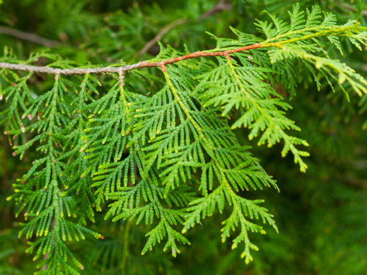 White Cedar Tree For Lipoma Delora Pruett