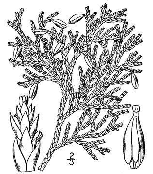 White Cedar (Arborvitae) facts and health benefits