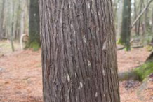 Bark-of--White-Cedar