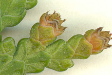 Female-cone-of--White-Cedar