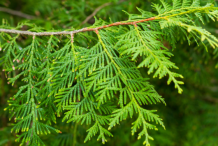 Leaves-of--White-Cedar