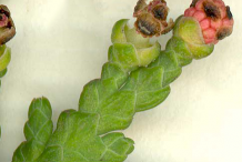 Male-Cone-of--White-Cedar