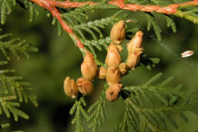 Mature-Cone-of--White-Cedar