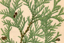 Plant-illustration-of-White-Cedar