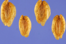 Seeds-of--White-Cedar