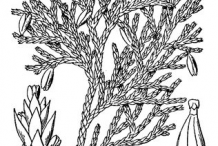 Sketch-of--White-Cedar