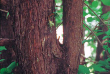 Trunk-of--White-Cedar