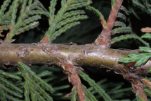 Twig-after-fallen-needles-of--White-Cedar