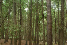 White-Cedar--Plant-growing-wild