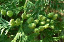 Young-cone-of--White-Cedar