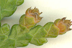 Female-cone-of--White-Cedar