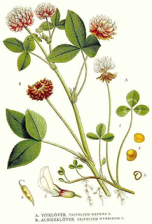 Illustration-of-White-clover