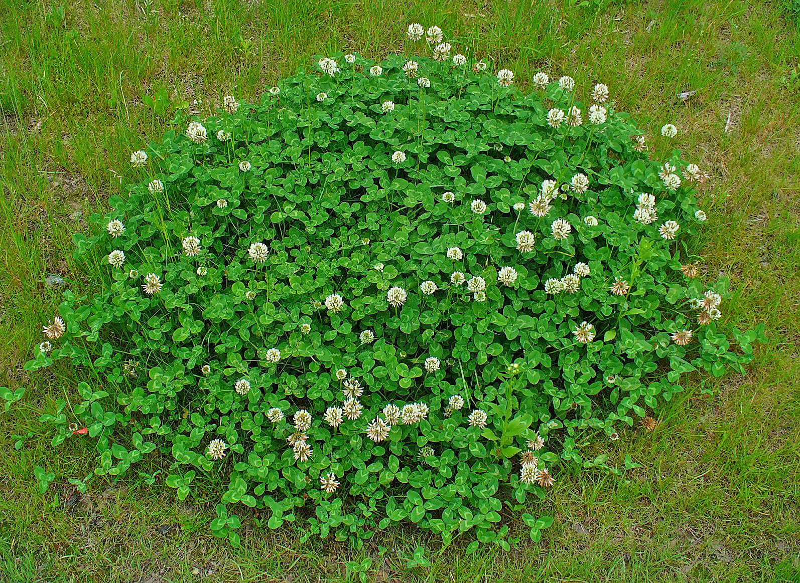 White-clover-plant