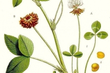 Illustration-of-White-clover