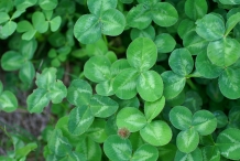 Leaves-of-White-clover