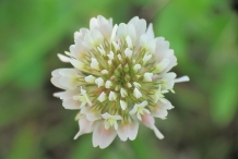 White-clover-close-up-flower