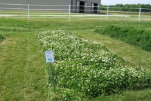 White-clover-farm