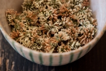 White-clover-flower-dried