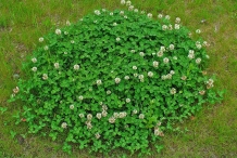 White-clover-plant
