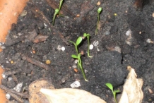 White-clover-seedlings