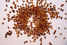 White-clover-seeds