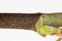 White-clover-stem