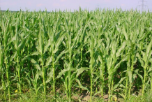White-Corn-farming