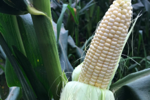 White-Corn-on-the-plant