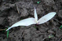 White-Corn-plant-sapling