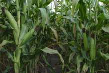 White-corn-Plant