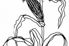 White-corn-sketch