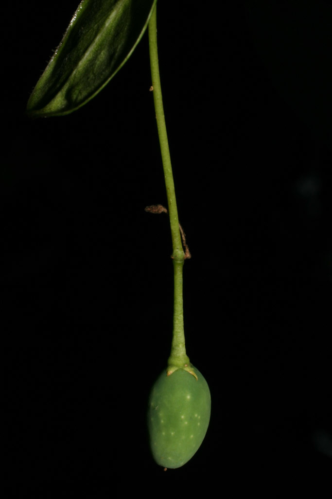 Unripe-White-fringetree
