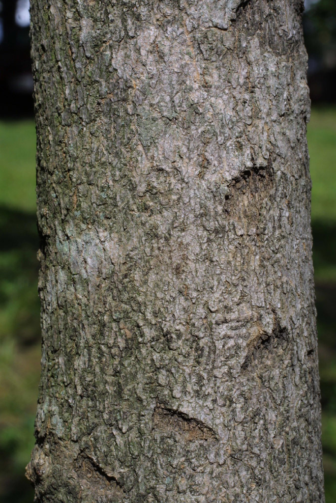 White-fringetree-bark