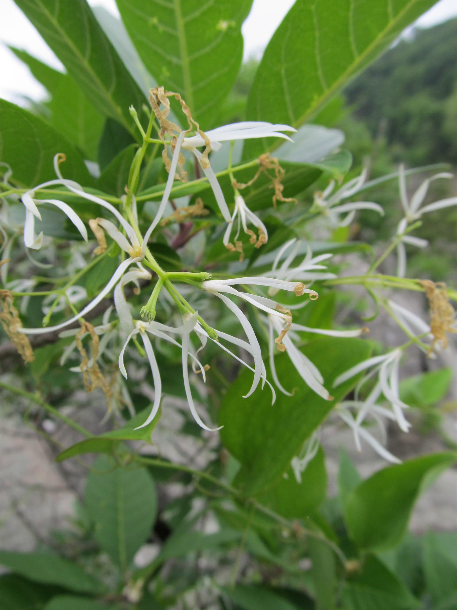 White-fringetree-flowers