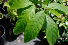 Close-view-of-White-fringetree-leaves