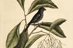 Plant-illustration-of-White-fringetree