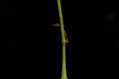 Unripe-White-fringetree