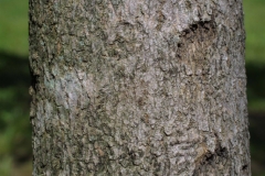White-fringetree-bark