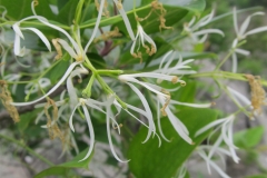 White-fringetree-flowers