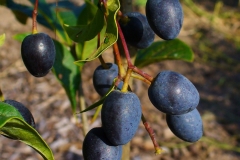 White-fringetree-fruits