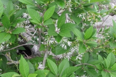 White-fringetree-leaves
