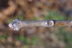 White-fringetree-twigs