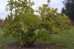 White-fringetree