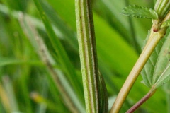 Fruit-of-White-Jute