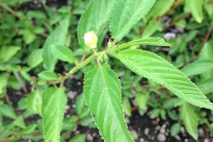Leaves-of-White-Jute