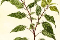 Plant-Illustration-of-White-Jute